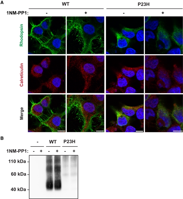 FIGURE 6: