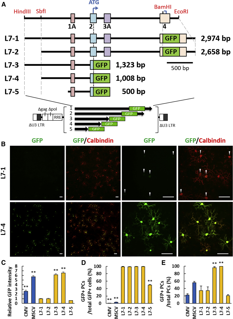 Figure 2