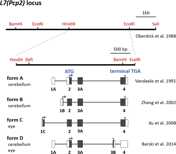 Figure 1