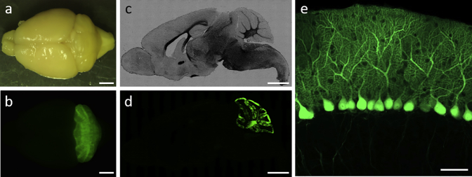 Figure 6