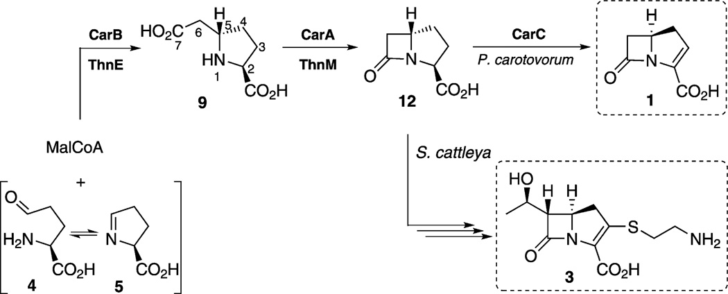 Scheme 4