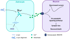 Diagram illustrating astrocyte-neuron interactions. Astrocyte section shows increased calcium ions (Ca2+) and glutamate release towards the neuron. In the neuron, this leads to slow inward current, triggering pro-apoptotic signaling pathways, synapse loss, and neuronal death. Extrasynaptic NMDARs are responsible for these processes. Key: α-synuclein (α-syn), α-synuclein oligomers, calcium ions (Ca2+), glutamate, extrasynaptic NMDAR.