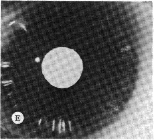 FIGURE 5 E