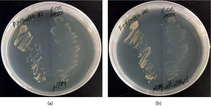 Figure 7