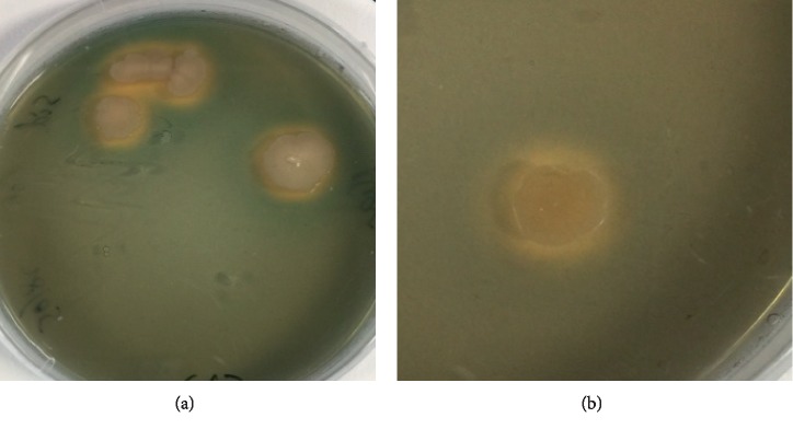 Figure 6