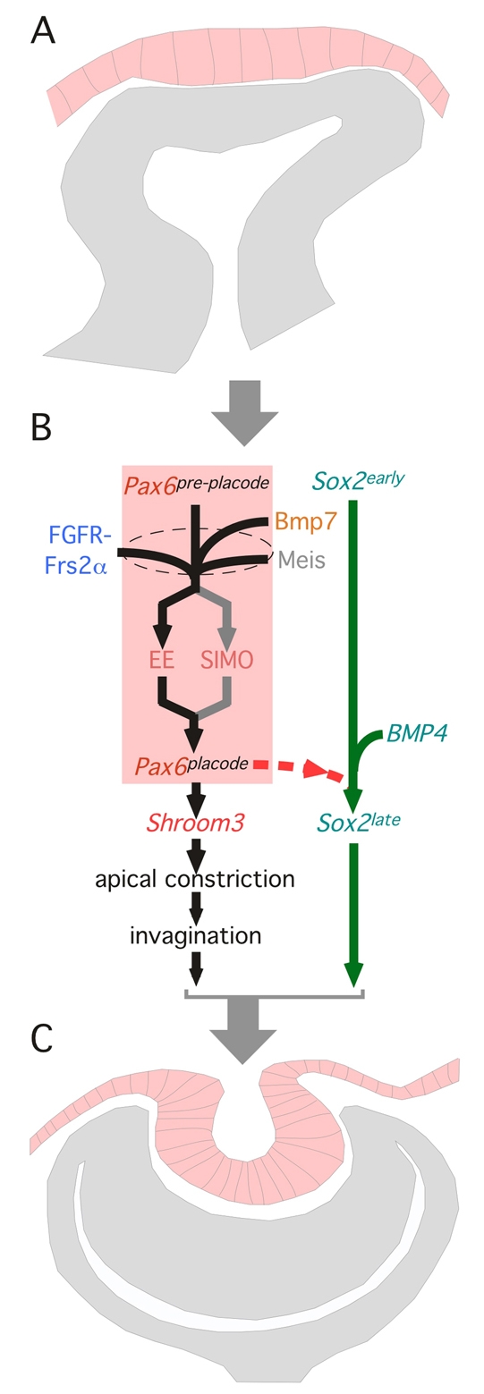 Fig. 7.