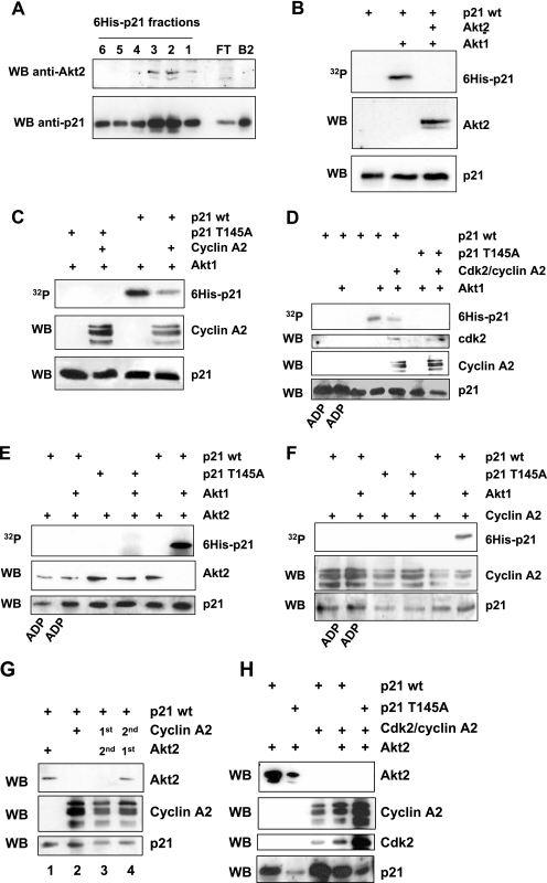 FIG. 8.