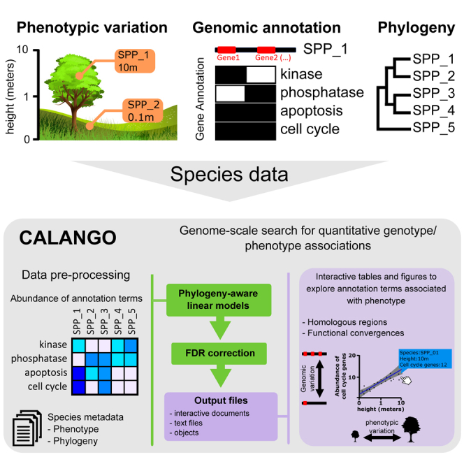 CALANGO: A phylogeny-aware comparative genomics tool for discovering quantitative genotype-phenotype associations across species.