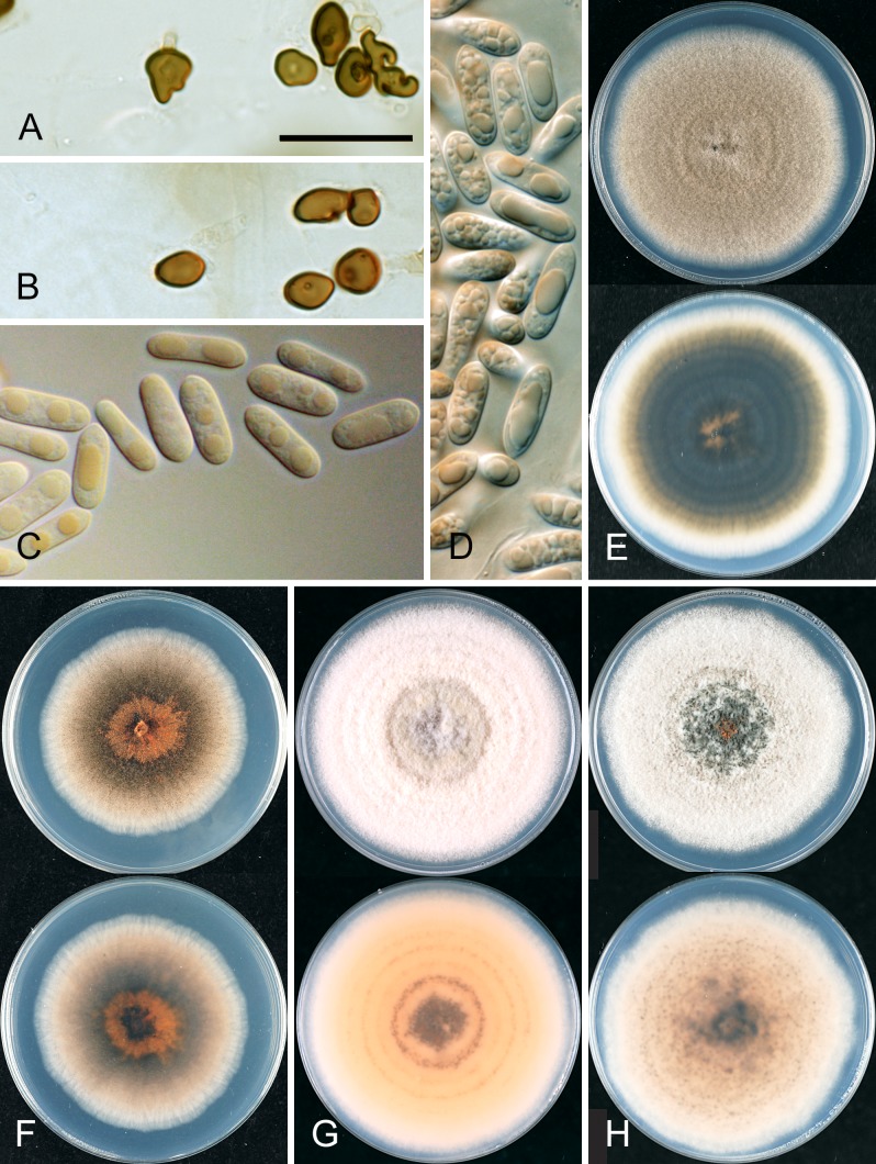 Fig. 31.