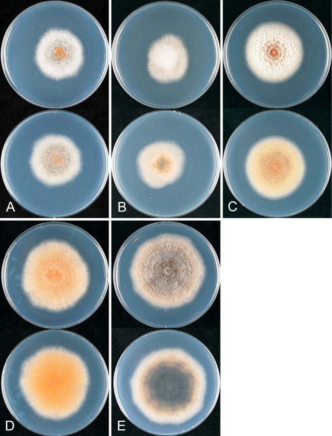 Fig. 17.