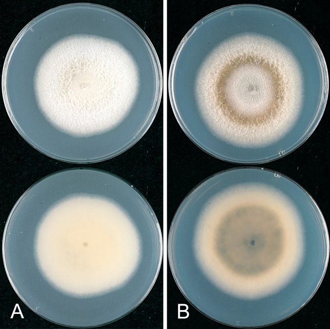 Fig. 30.