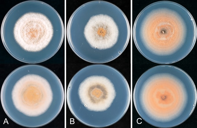 Fig. 37.