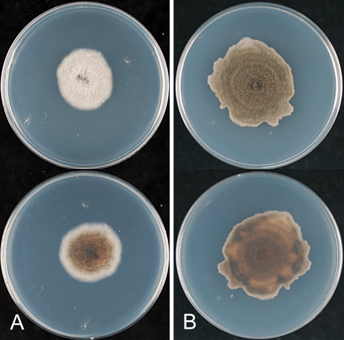 Fig. 21.