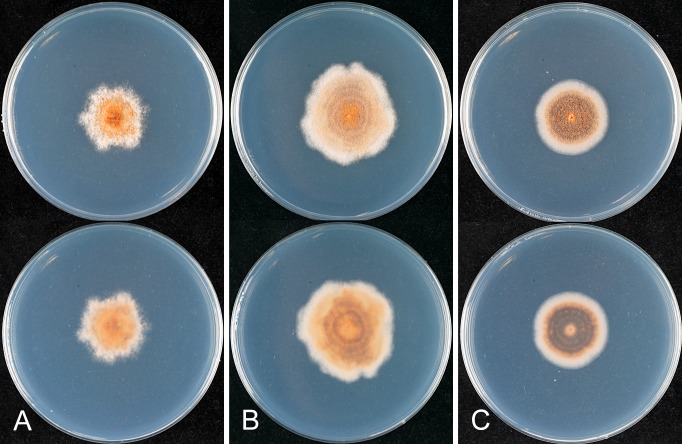 Fig. 29.