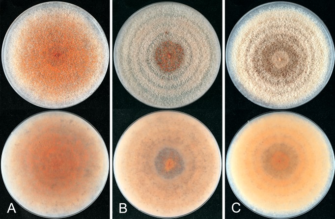 Fig. 28.