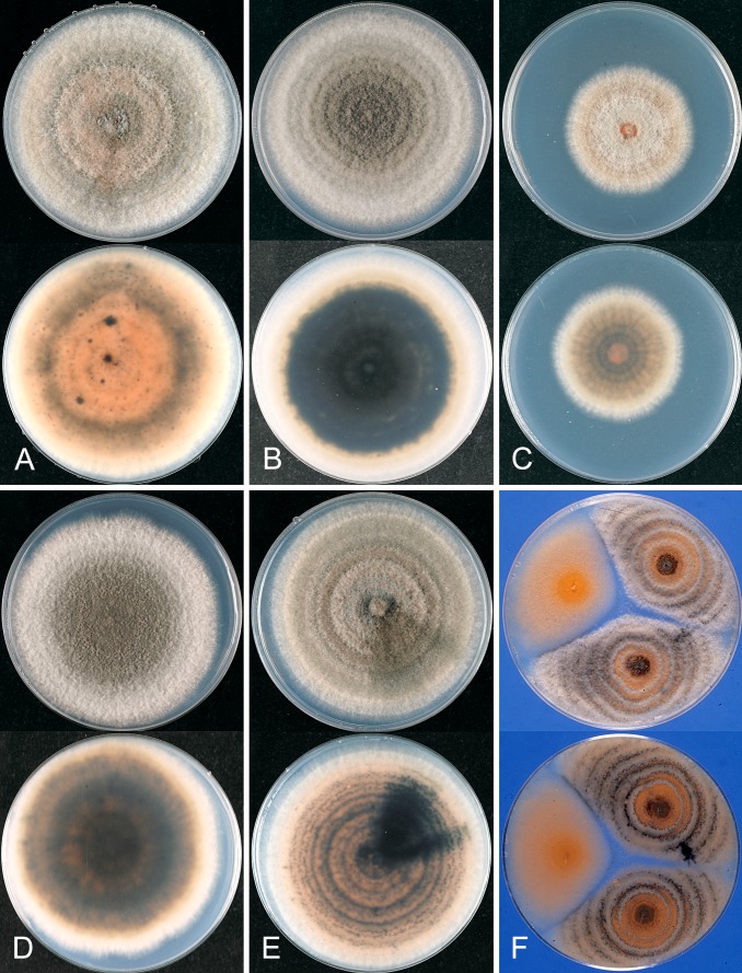 Fig. 27.