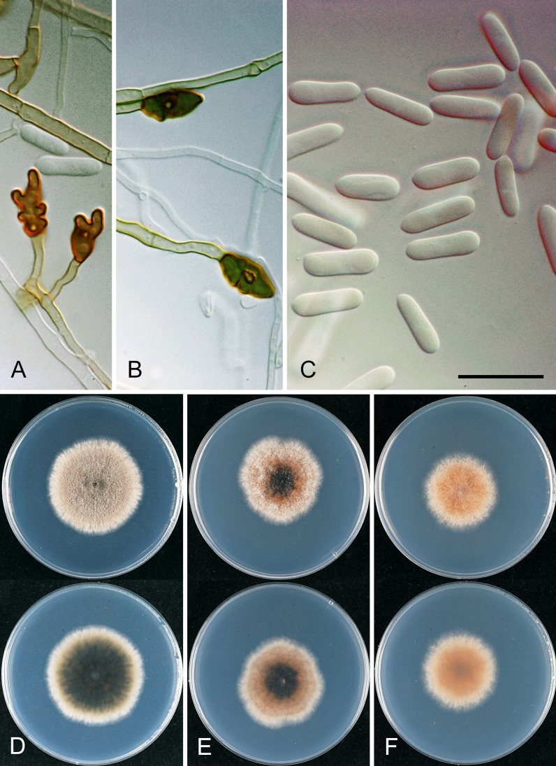 Fig. 25.