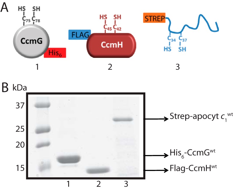 Figure 2.