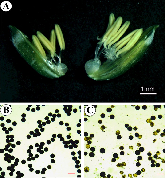 Fig 1