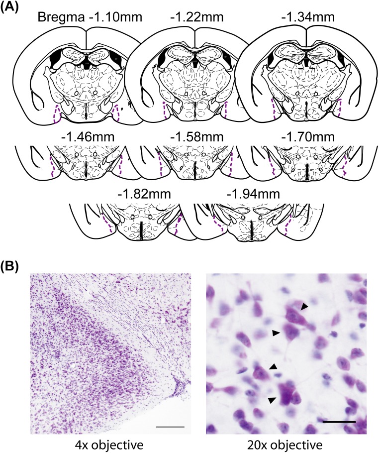 Fig. S4.