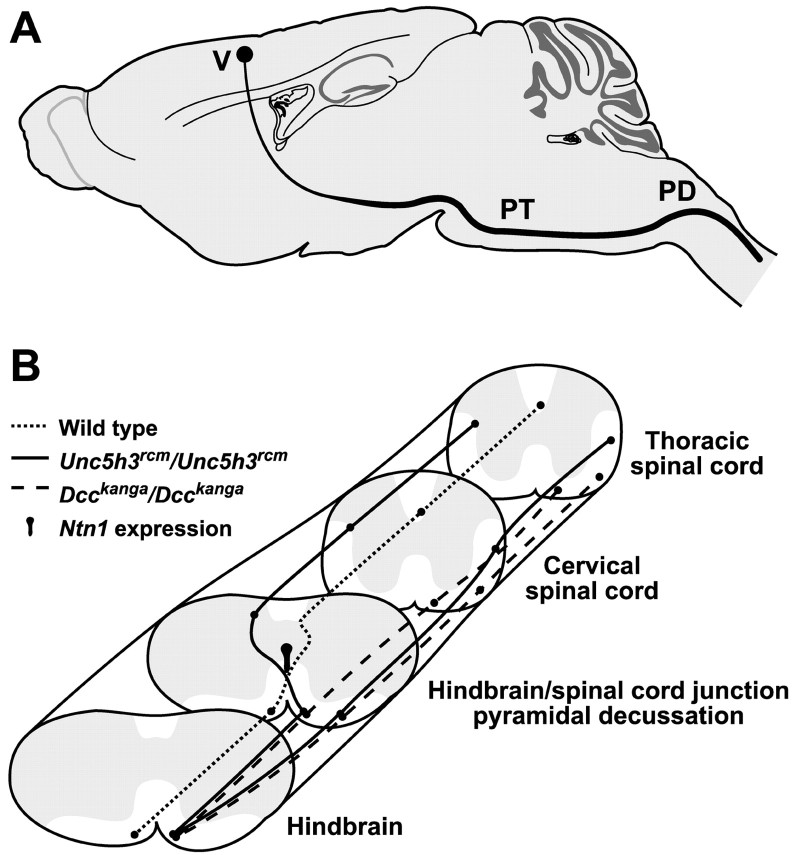 Fig. 12.