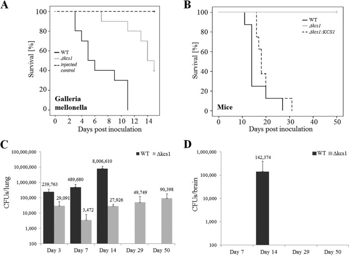 FIG 6 