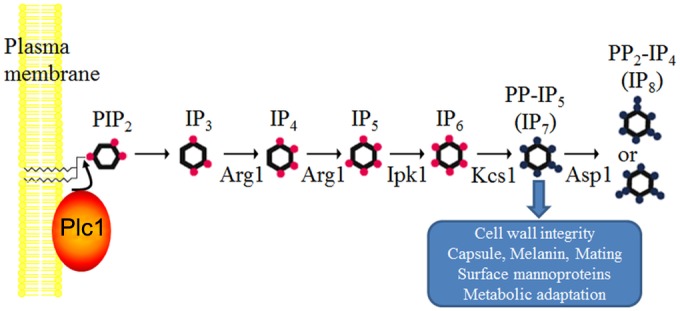 FIG 10 