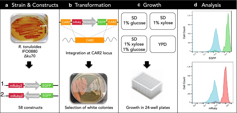 Fig. 1