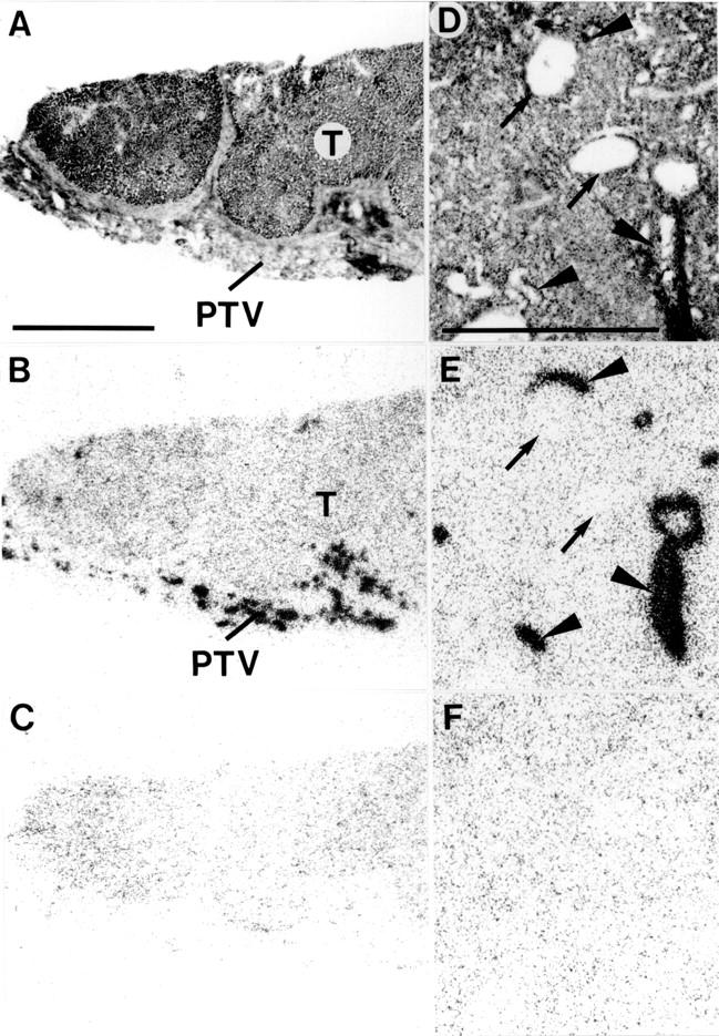 Figure 4  