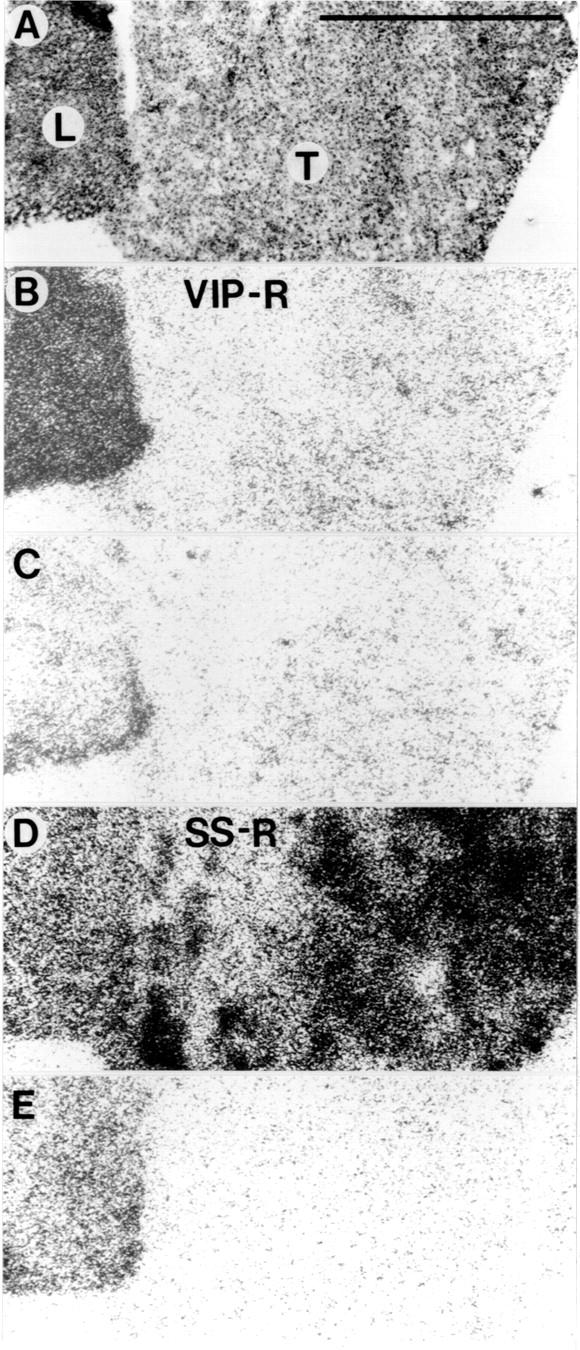 Figure 3  