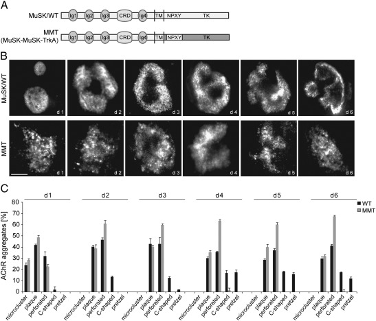 Fig. 6