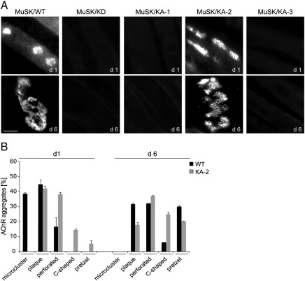 Fig. 2