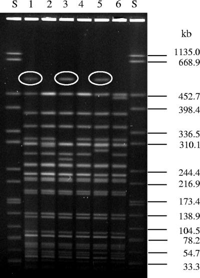 FIG. 1.