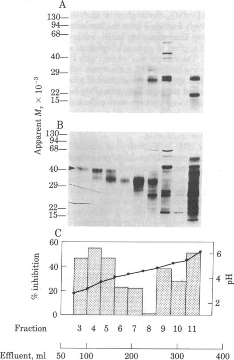 graphic file with name pnas00658-0131-b.jpg