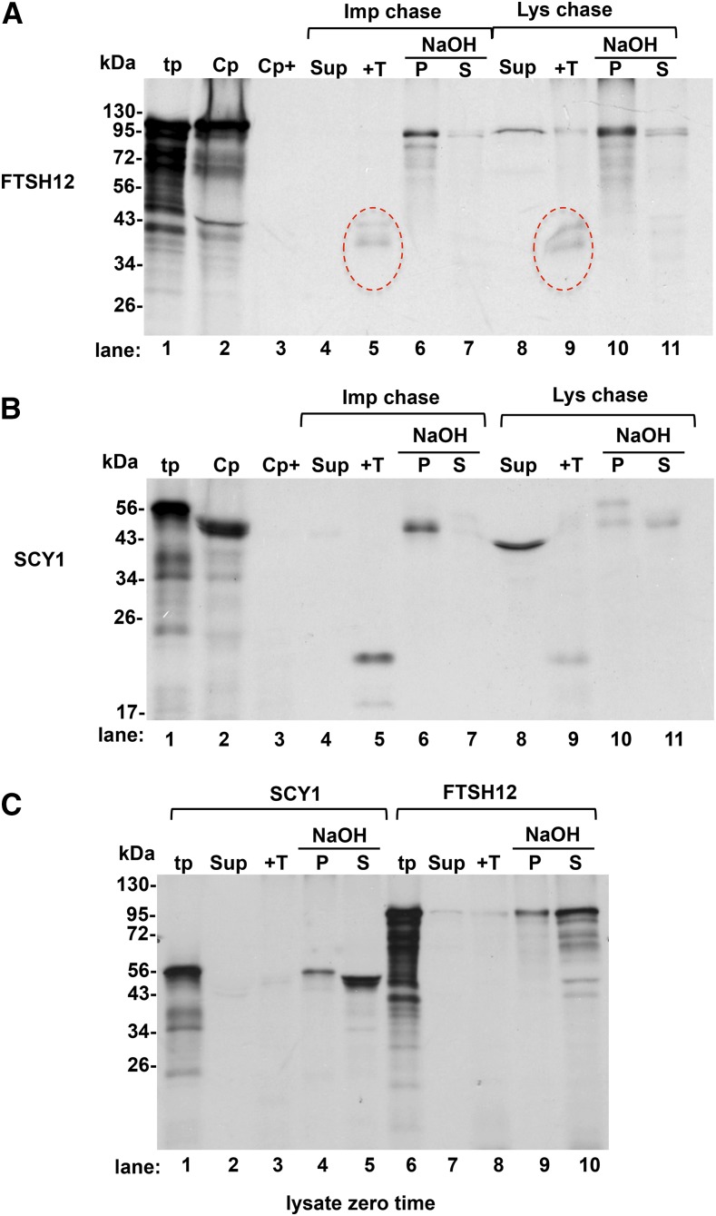 Figure 7.