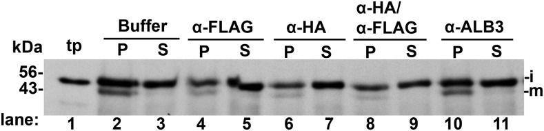 Figure 11.