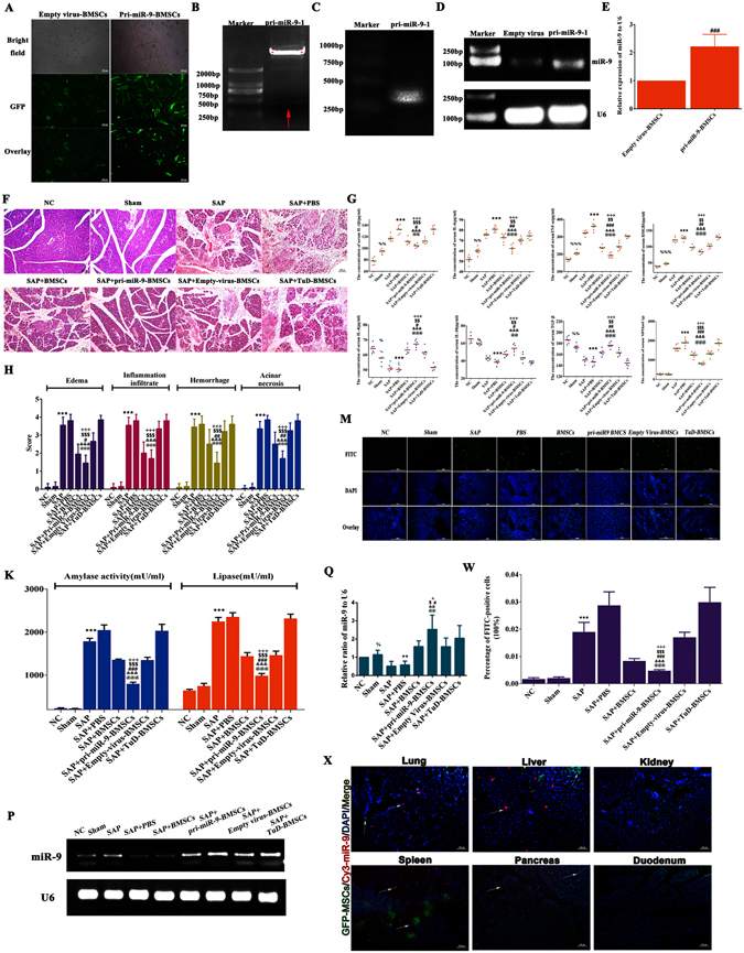 Bone marrow-derived mesenchymal stem cells (BMSCs) repair acute ...