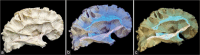 Figure 7: