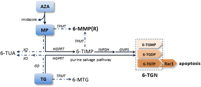 FIGURE 1.