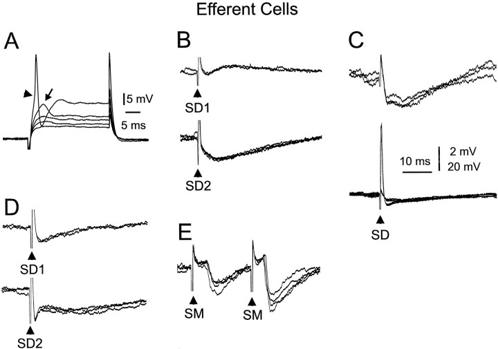 Fig. 12.