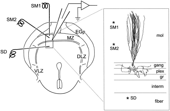 Fig. 1.