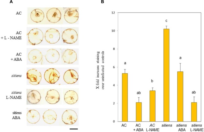 FIGURE 6