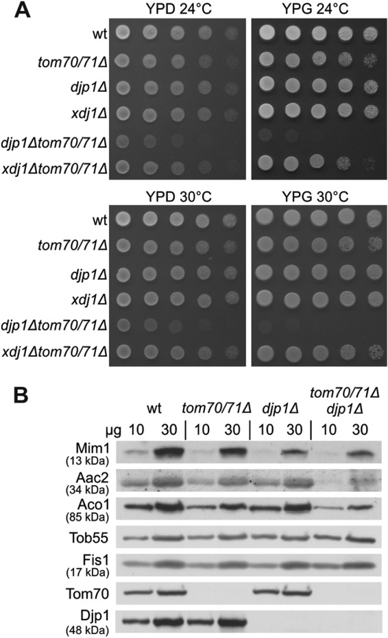 Fig 6