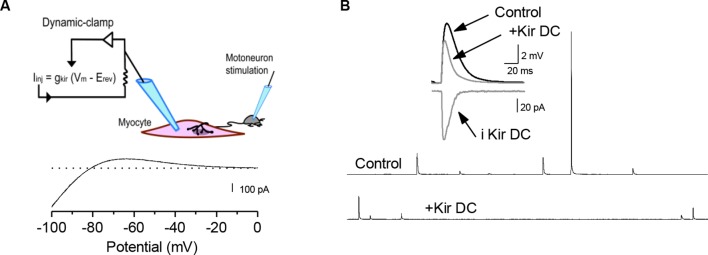 Figure 3—figure supplement 1.