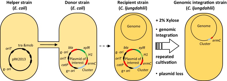 Fig. 1