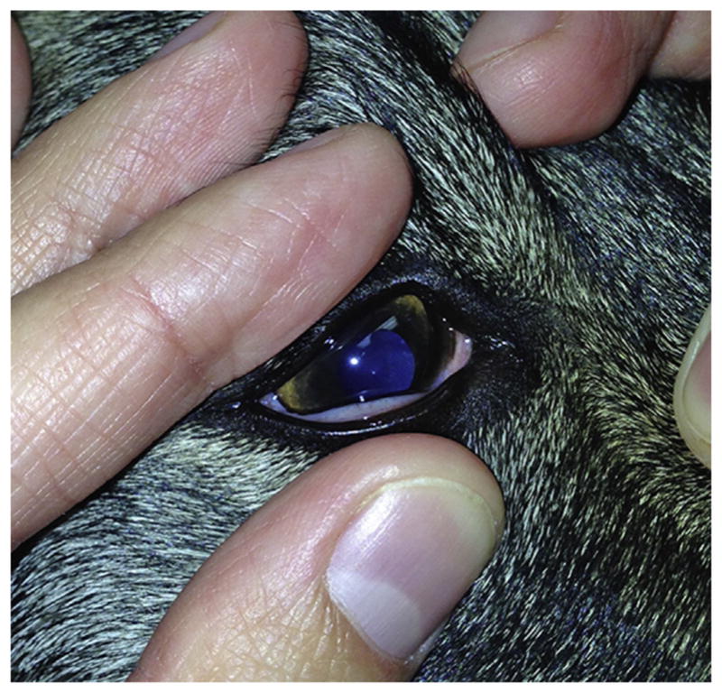 Fig. 12