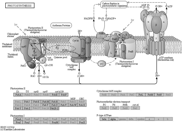 Fig. 2