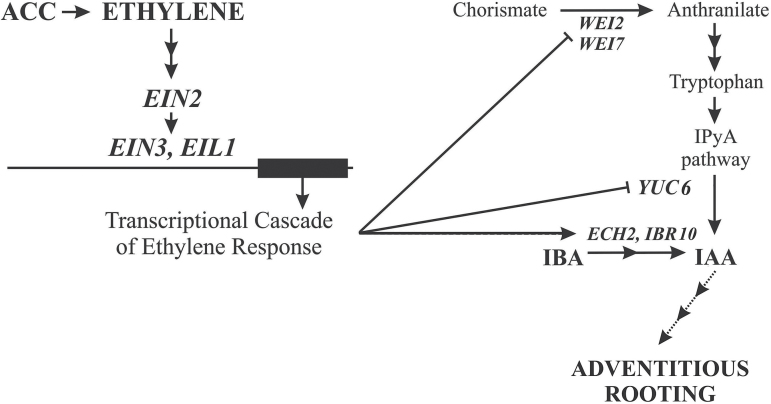 Fig. 11.