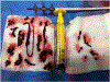 Fig 1.