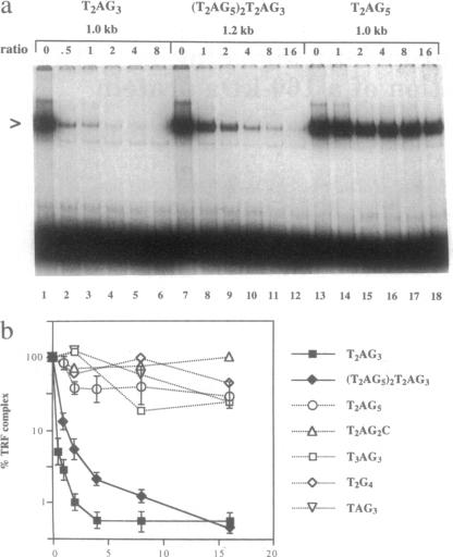 graphic file with name pnas01141-0146-a.jpg